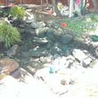 Photo #16: Koi Pond and Water garden Maintenance and Repairs