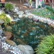Photo #17: Koi Pond and Water garden Maintenance and Repairs