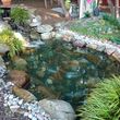 Photo #17: Koi Pond and Water garden Maintenance and Repairs