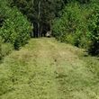 Photo #23: Bush Hog mowing of overgrown lots
