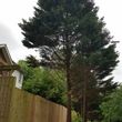 Photo #3: General yard clean-outs,debris removal,tree cutting/trimming,junk R...