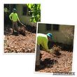 Photo #5: Landscaping, leaf blowing, tree removal