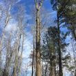 Photo #1: Hickory Tree Service