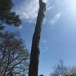 Photo #5: Hickory Tree Service