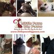 Photo #4: Pet Sitting Services For Pet Parents, Little Paws Big Paws