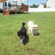 Photo #9: *Small/Med Sz Dog Boarding OUR home*No Kids*No Cages*Fenced*Indoors