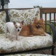 Photo #14: *Small/Med Sz Dog Boarding OUR home*No Kids*No Cages*Fenced*Indoors