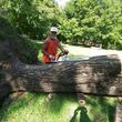 Photo #4: Yard clean up, Remove tree debris, Haul Junk, Lawn Care, Trim bushes