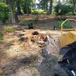 Photo #13: Affordable Stump Grinding Service/Hurricane/Storm Clean up!!!!