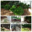 Photo #11: Mowing, Edging Lawns, BrushTrimming, Trash Removal, Mulch and Hauling