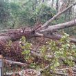 Photo #2: ROOFING, REPAIRS, Trees, Debris Cleanup, Fences