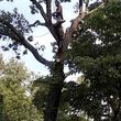 Photo #1: Tree Services/STORM DEBRIS REMOVAL