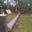 Photo #3: Tree Services/STORM DEBRIS REMOVAL