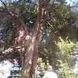 Photo #8: Tree Services/STORM DEBRIS REMOVAL