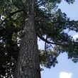 Photo #9: Tree Services/STORM DEBRIS REMOVAL