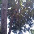 Photo #14: Tree Services/STORM DEBRIS REMOVAL