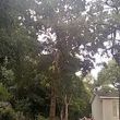 Photo #19: Tree Services/STORM DEBRIS REMOVAL