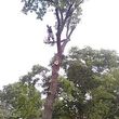 Photo #24: Tree Services/STORM DEBRIS REMOVAL