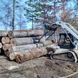 Photo #8: *Timber Trees Wanted* Timber Clearing & Forestry Mulching*