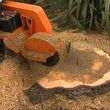 Photo #3: Tree Stump Removal  Stump Grinding Cheap