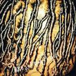 Photo #24: Locs Dreads Retwist