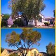 Photo #1: Affordable TREE SERVICE & CLEAN UPS!!!