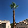 Photo #3: TREE / PALM TREE TRIMMING  / TREE REMOVAL / WATER LEAKS