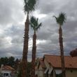 Photo #17: TREE / PALM TREE TRIMMING  / TREE REMOVAL / WATER LEAKS