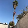 Photo #1: $35 palm tree trimming