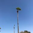 Photo #2: $35 palm tree trimming