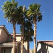 Photo #7: $35 palm tree trimming