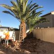 Photo #9: $35 palm tree trimming