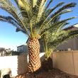 Photo #10: $35 palm tree trimming