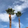Photo #11: $35 palm tree trimming