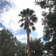 Photo #12: $35 palm tree trimming
