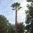 Photo #13: $35 palm tree trimming