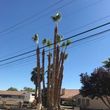 Photo #21: $35 palm tree trimming