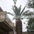 Photo #22: $35 palm tree trimming