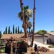 Photo #2: 🌴🌴🌴PALM TREE TRIMMING, SKINNING and REMOVAL 🌴