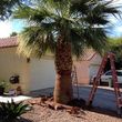 Photo #10: 🌴🌴🌴PALM TREE TRIMMING, SKINNING and REMOVAL 🌴