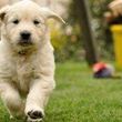 Photo #4: Puppy & Dog Training