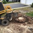 Photo #3: Stump Grinding & Stump Removal