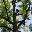 Photo #6: Diego'S Tree Services & Landscaping