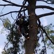 Photo #7: Diego'S Tree Services & Landscaping