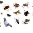 Photo #2: Environmina Pest Control 