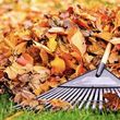 Photo #2: Fall leaf clean ups and removal