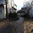 Photo #1: Removal, cut branches, remove downed branches, land clearings