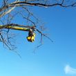 Photo #23: Removal, cut branches, remove downed branches, land clearings