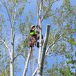 Photo #4: CARL'S EXPERT TREE & STUMP REMOVAL