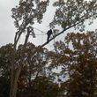 Photo #5: CARL'S EXPERT TREE & STUMP REMOVAL